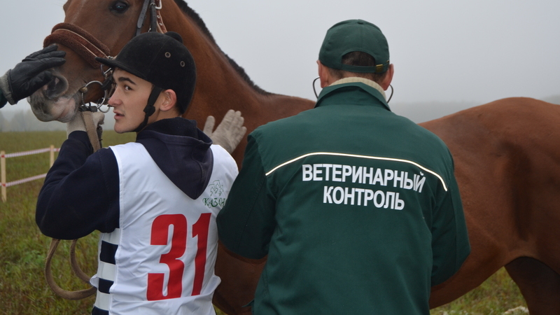 Закон республики татарстан. Ветеринария Татарстан. Ветеринарское дело. День коня в Арске РТ. День коня 2020 прошла в Арске.