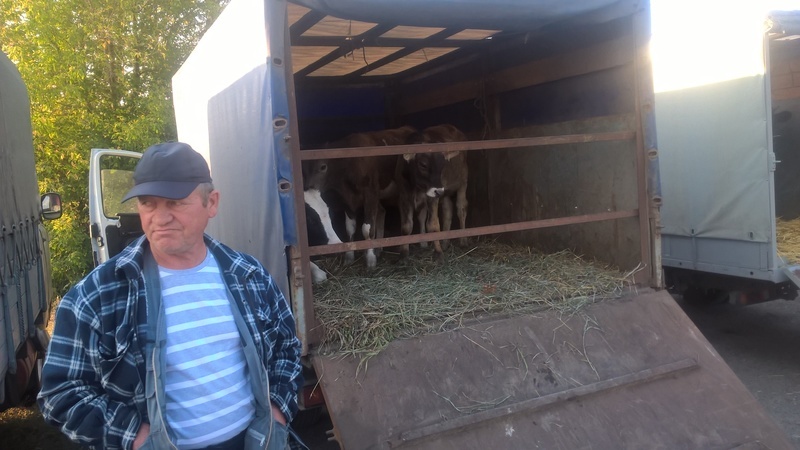 Корова в дрожжановской районе. Село старые алгаши цильнинского района. Лпх волгоградский кролик. Кролики продажа в богородске. Клетки для кроликов великанов фландеров.